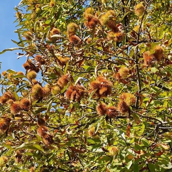 Essbare Kastanienbaum Bonsai Samen für Innenraumgarten