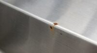 stainless steel rust causes