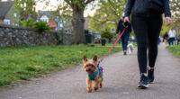 Yorkshire Pet Trends: Search Questions And Patterns