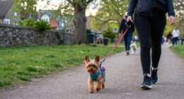 Yorkshire Pet Trends: Search Questions And Patterns